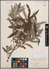 Foto von Salix cinerea L. x Salix viminalis L.